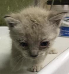 Shelter Stray Female Cat last seen Near BLOCK CAJALCO RD, PERRIS, CA 92570, Jurupa Valley, CA 92509