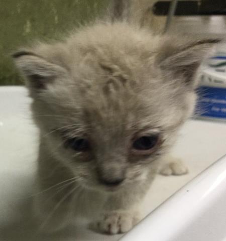 Shelter Stray Female Cat last seen Near BLOCK CAJALCO RD, PERRIS, CA 92570, Jurupa Valley, CA 92509