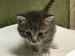 Shelter Stray Female Cat last seen Near BLOCK CAJALCO RD, PERRIS, CA 92570, Jurupa Valley, CA 92509