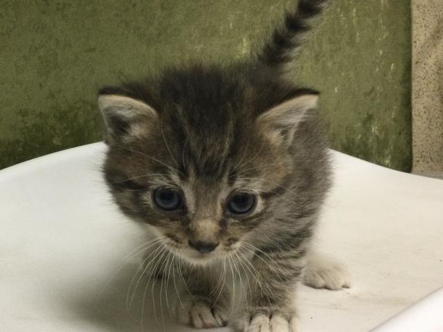 Shelter Stray Female Cat last seen Near BLOCK CAJALCO RD, PERRIS, CA 92570, Jurupa Valley, CA 92509
