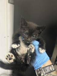 Shelter Stray Female Cat last seen WATERMAN X 9TH, San Bernardino, CA 92401