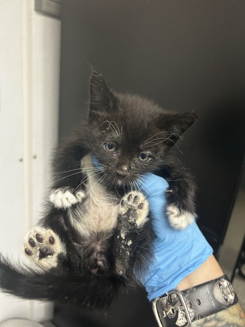 Shelter Stray Female Cat last seen WATERMAN X 9TH, San Bernardino, CA 92401