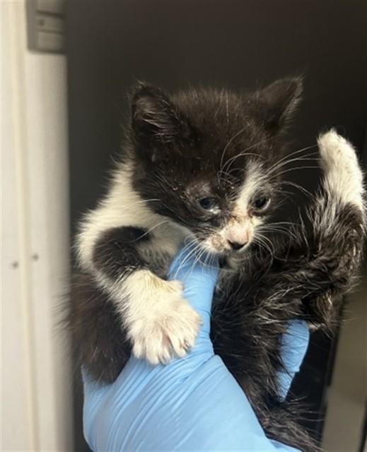 Shelter Stray Male Cat last seen WATERMAN X 9TH, San Bernardino, CA 92401