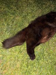Found/Stray Unknown Cat last seen horizon medical clinic, by the gates and townhouses along hodgins avenue., Chilliwack, BC V2P 3X8