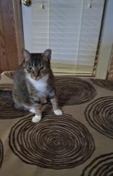 Lost Female Cat last seen Stara/Stony Brook , Jeffersontown, KY 40299