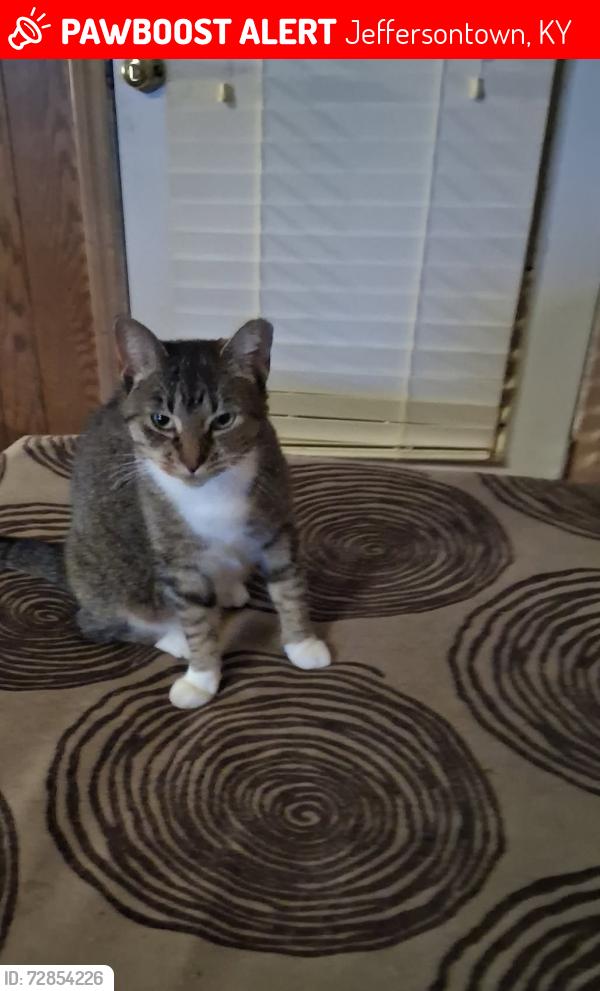 Lost Female Cat last seen Stara/Stony Brook , Jeffersontown, KY 40299