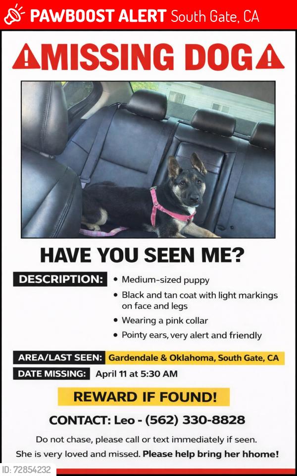 Lost Female Dog last seen Oaklahoma, South Gate, CA 90280