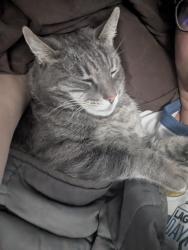 Lost Male Cat last seen Pacifica heights, San Bruno, CA 94066