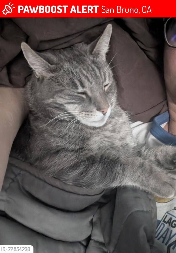 Lost Male Cat last seen Pacifica heights, San Bruno, CA 94066