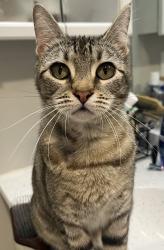 Lost Female Cat last seen Near 132nd Ave SE Kent, WA  98042 United States, Kent, WA 98042