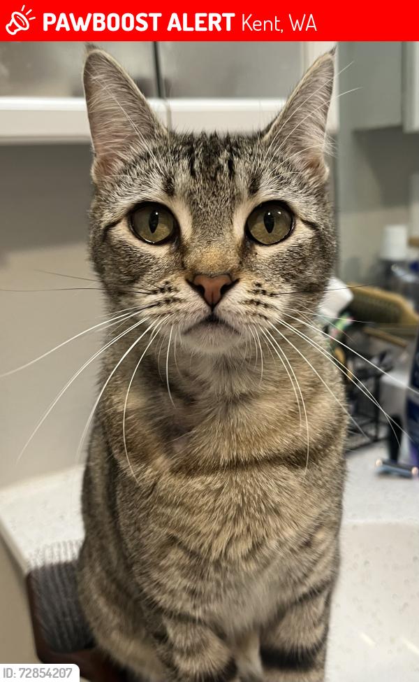 Lost Female Cat last seen Near 132nd Ave SE Kent, WA  98042 United States, Kent, WA 98042