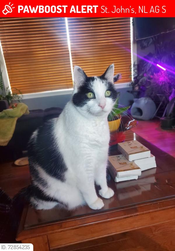 Lost Female Cat last seen Kilbride Ave , St. John's, NL A1G 1S8