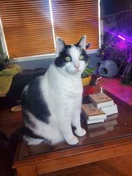 Lost Female Cat last seen Kilbride Ave , St. John's, NL A1G 1S8