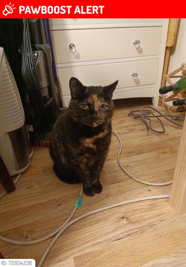 Lost Female Cat last seen Brimsdown, Greater London, England EN3 5DH