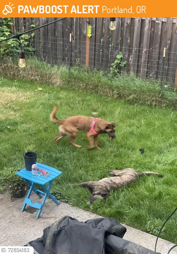 Found/Stray Unknown Dog last seen Skidmore & Interstate, Portland, OR 97217