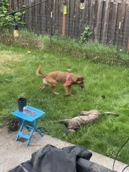Found/Stray Unknown Dog last seen Skidmore & Interstate, Portland, OR 97217