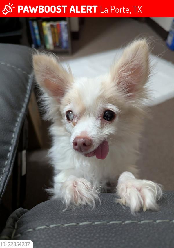 Lost Female Dog last seen Parkway & park, La Porte, TX 77571