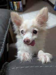 Lost Female Dog last seen Parkway & park, La Porte, TX 77571