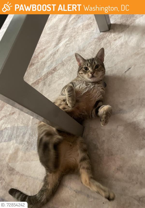 Found/Stray Female Cat last seen Starburst Intersection , Washington, DC 20002