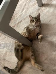 Found/Stray Female Cat last seen Starburst Intersection , Washington, DC 20002