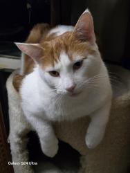 Lost Male Cat last seen Telus building near kingsway BC, Burnaby, BC V5H
