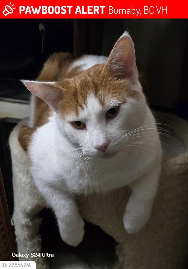 Lost Male Cat last seen Telus building near kingsway BC, Burnaby, BC V5H