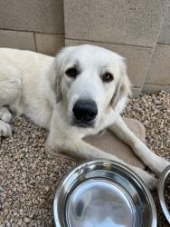 Found/Stray Female Dog last seen W Acoma Dr & N Reems Rd, Surprise, AZ 85379