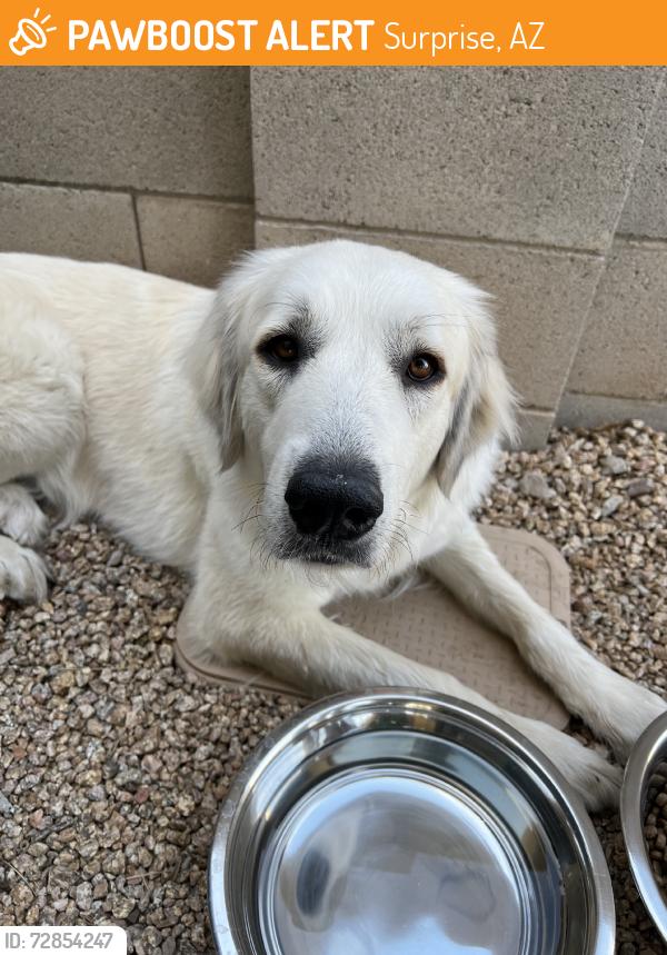 Found/Stray Female Dog last seen W Acoma Dr & N Reems Rd, Surprise, AZ 85379