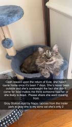 Lost Female Cat last seen Napa auto across from the trailer park , Gray, TN 37615