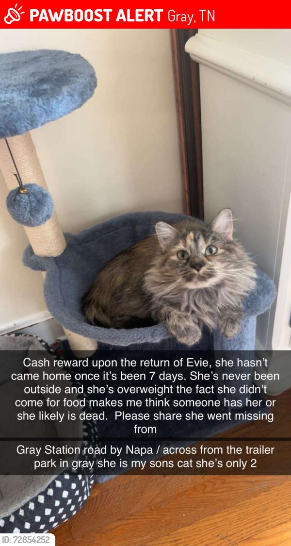 Lost Female Cat last seen Napa auto across from the trailer park , Gray, TN 37615