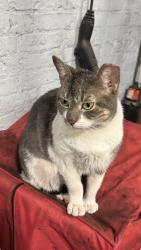 Lost Female Cat last seen 128th street, New York, NY 10035
