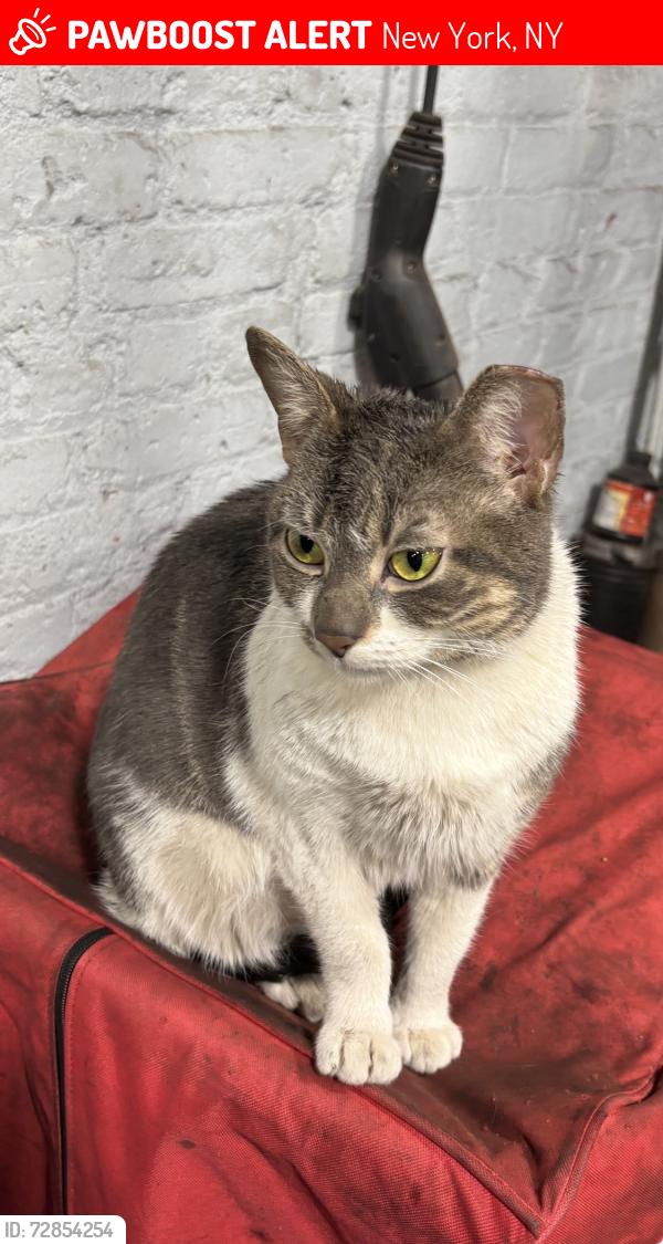 Lost Female Cat last seen 128th street, New York, NY 10035