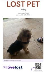 Lost Male Dog last seen 147ave sw 96 st, The Hammocks, FL 33196