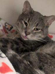Found/Stray Male Cat last seen in a creek, Norman, OK 73071