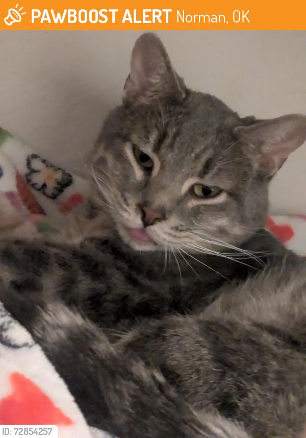 Found/Stray Male Cat last seen in a creek, Norman, OK 73071
