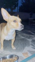 Found/Stray Male Dog last seen Stater Brothers 11121 Sierra ave , Fontana, CA 92335
