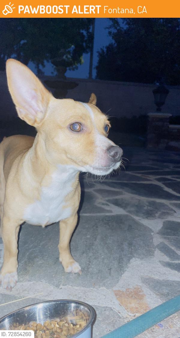 Found/Stray Male Dog last seen Stater Brothers 11121 Sierra ave , Fontana, CA 92335
