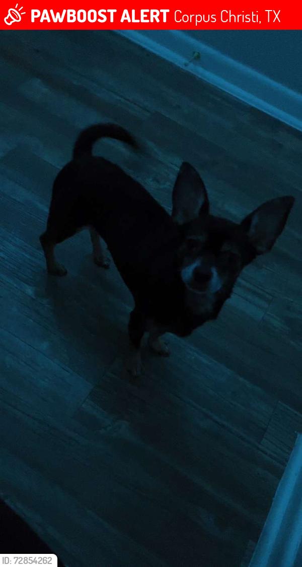 Lost Female Dog last seen Near Barry St, Corpus Christi, TX 78401