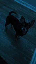 Lost Female Dog last seen Near Barry St, Corpus Christi, TX 78401
