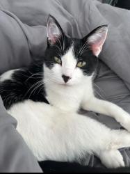 Reunited Male Cat last seen near SE 27th ct off of Scott street Des Moines IA 50317, Des Moines, IA 50317