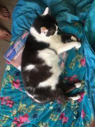 Lost Male Cat last seen The Street, Olveston, Olveston, England BS35