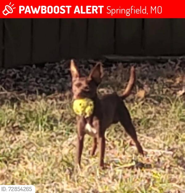 Lost Male Dog last seen lone pine ave and sunshine, Springfield, MO 65804