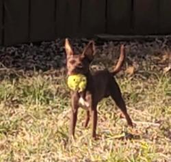Lost Male Dog last seen lone pine ave and sunshine, Springfield, MO 65804