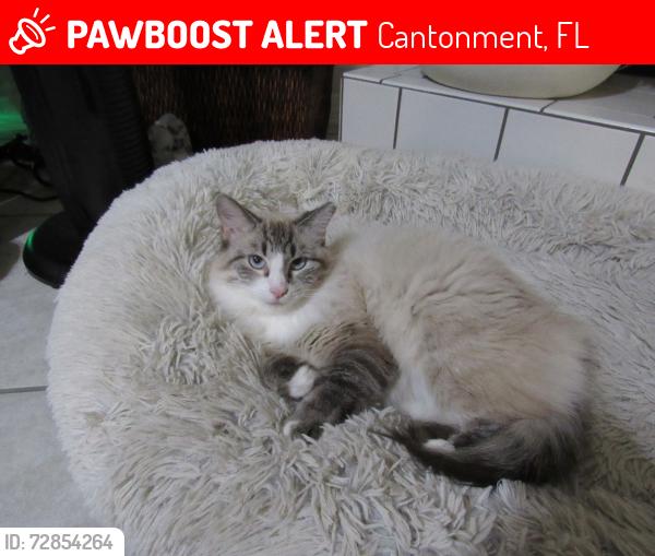 Lost Female Cat last seen Joshua Dr & Harrington St, Bristol Creek, Cantonment, Cantonment, FL 32533