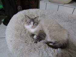 Lost Female Cat last seen Joshua Dr & Harrington St, Bristol Creek, Cantonment, Cantonment, FL 32533