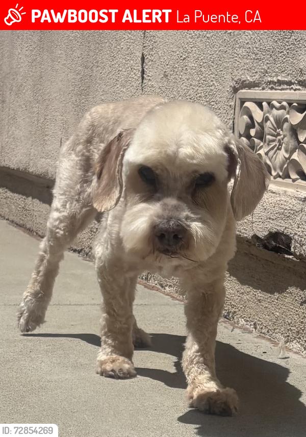 Lost Female Dog last seen Renault and Hambledon, La Puente, CA 91744