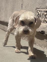 Lost Female Dog last seen Renault and Hambledon, La Puente, CA 91744