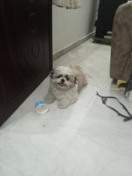 Lost Male Dog last seen Raghavendra colony kamaan, Hyderabad, TS 500084