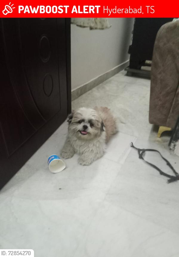 Lost Male Dog last seen Raghavendra colony kamaan, Hyderabad, TS 500084