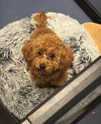 Lost Male Dog last seen Edith & Carman Elementary , San Juan, TX 78589